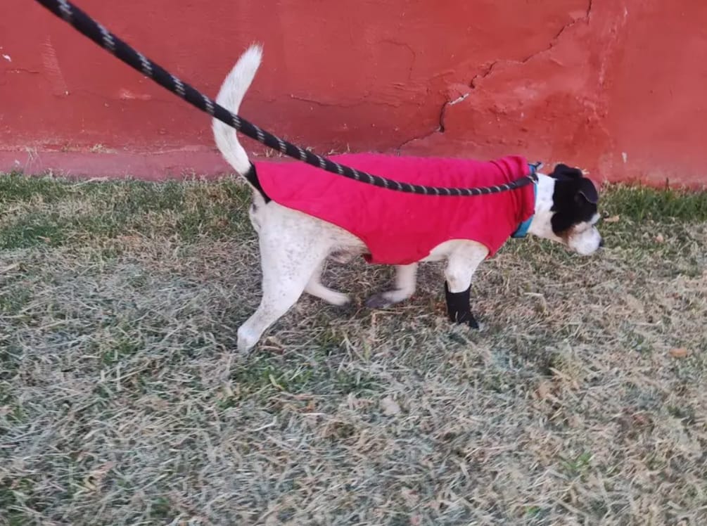 Customer photo review of PawBrace - Orthopedische Honden Pootbrace