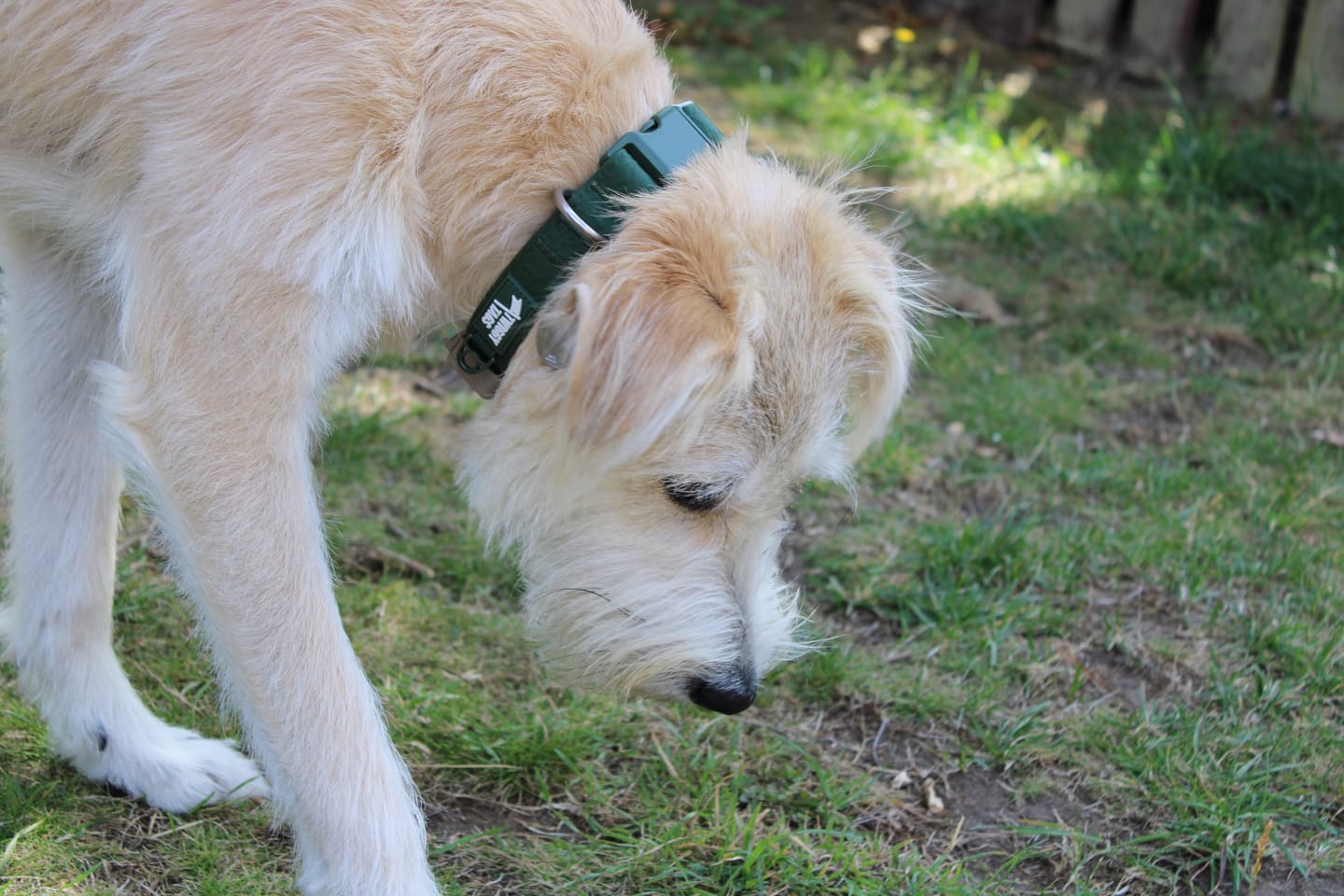 Customer photo review of Tidal Waterproof Collar