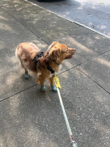 Customer photo review of WagWellies® Mojave