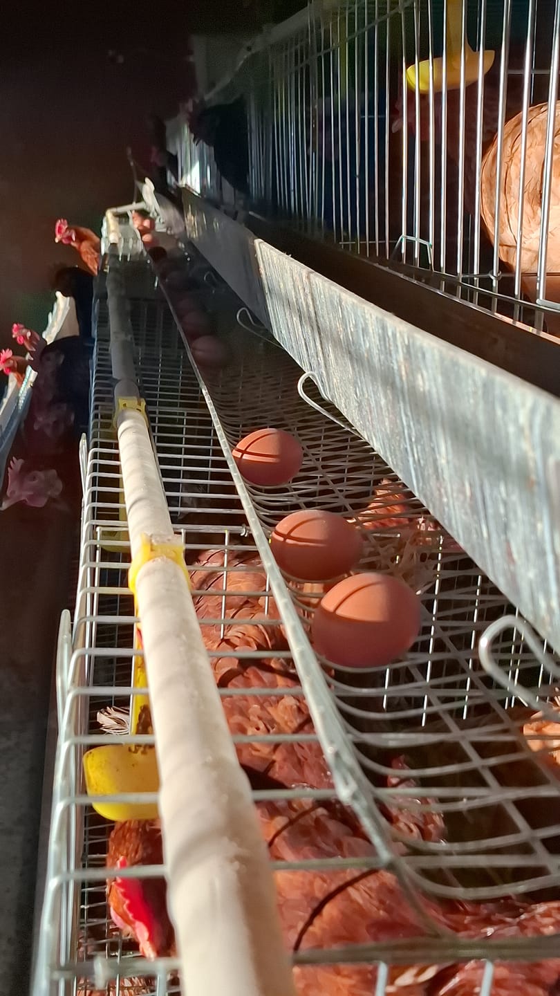 Customer photo review of Avi Plus Layer & Breeder (Supplement For Poultry, Ostriches, Emus & Pigeons)