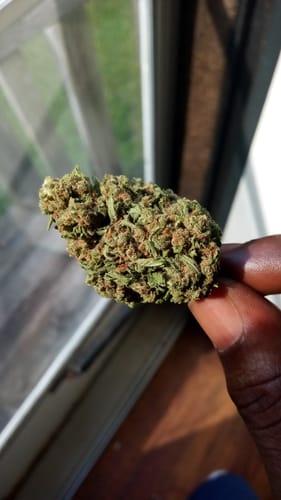 Customer photo review of Cheap THCA Flower Pound