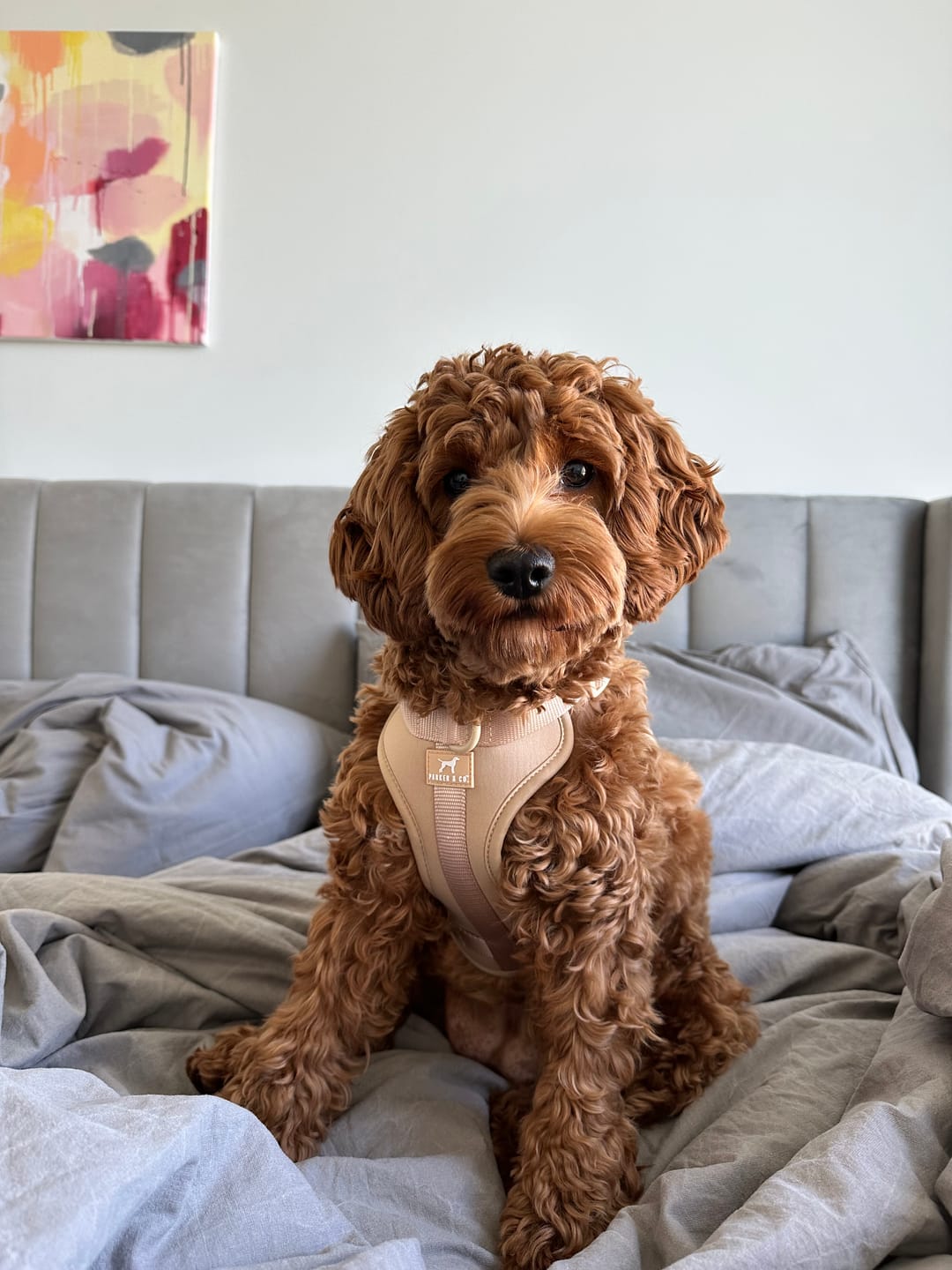 Customer photo review of Solace Adjustable Dog Harness