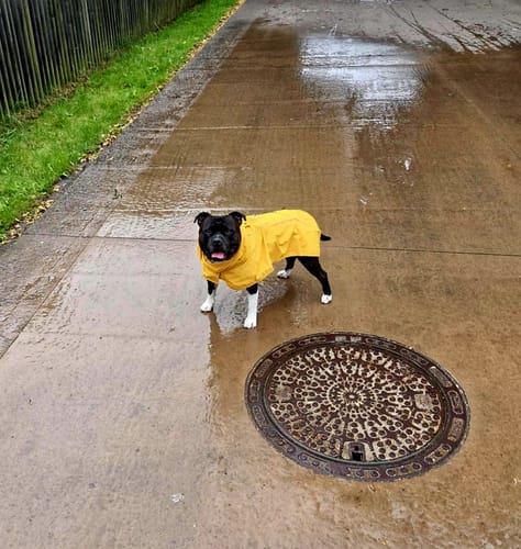 Customer photo review of Breatheshield™ Dog Raincoat - Mustard Yellow