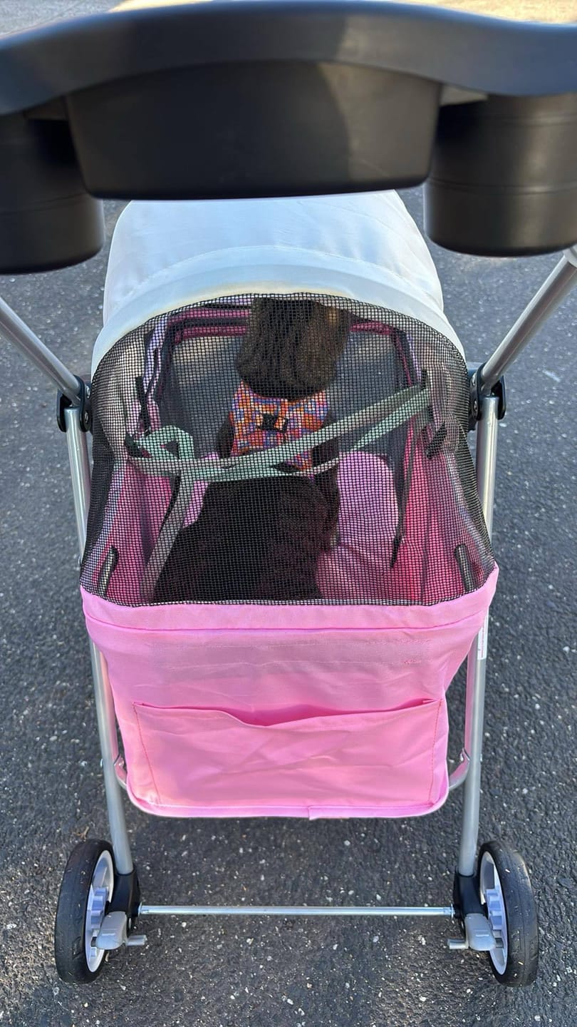 Customer photo review of Pawz Compact & Comfortable Pet Stroller