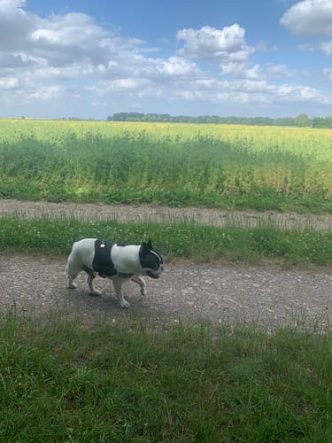 Kundenbewertung mit Foto zu Gelenk Komplex - Natürlich bei Gelenkproblemen – Unterstütze deinen Hund mit einer hochwirksamen Wirkstoffformel!