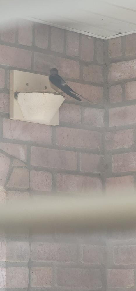Customer photo review of Barn Swallow Nest Cups - Set of 2