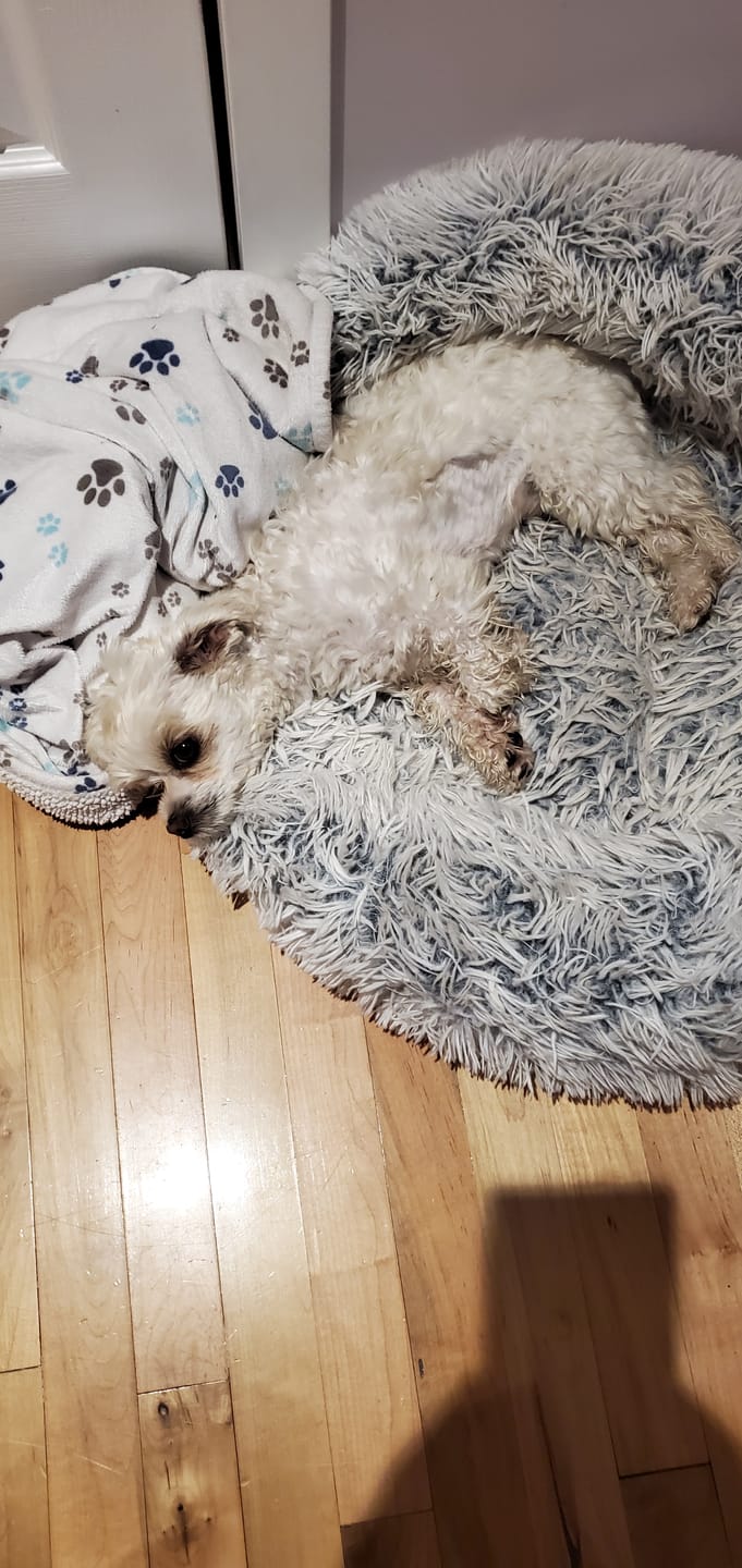 Customer photo review of Stella & Chewy's - Meal Mixers pour chien