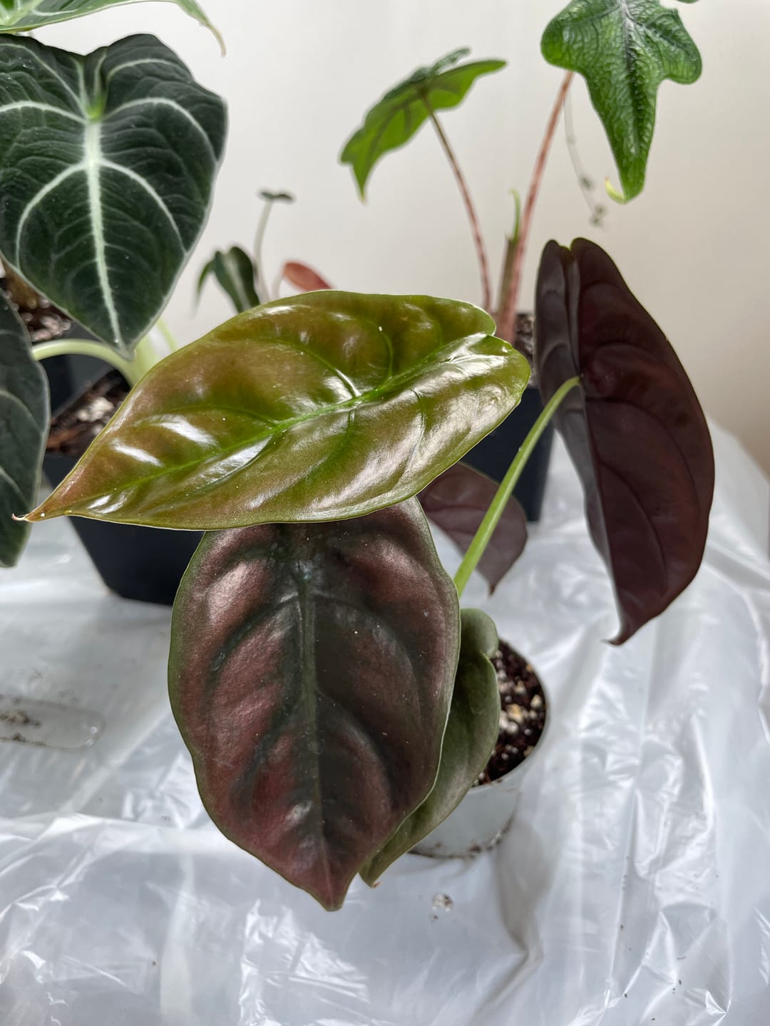 Customer photo review of ALOCASIA CUPREA RED SECRET