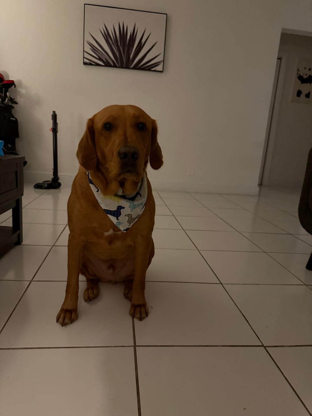 Customer photo review of Light Drops Bandana