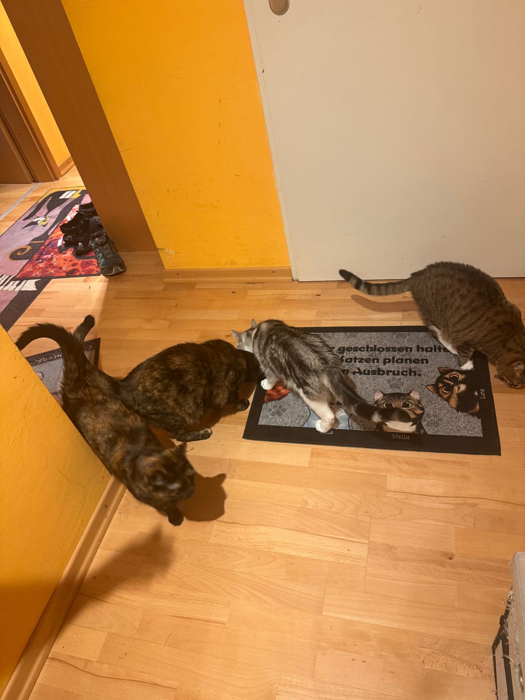 Customer photo review of Katzen planen einen Ausbruch - Individuelle Fußmatte