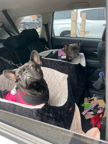 Customer photo review of Pawz Dog Car Booster Seat Belt Safety Protector Pet Travel Bed Basket Washable