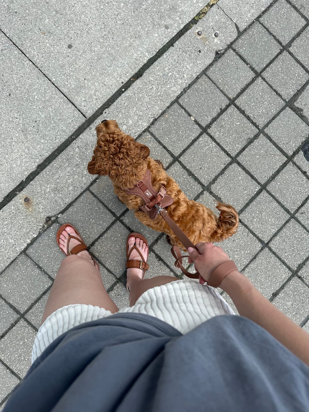 Customer photo review of Solace Waterproof Leash