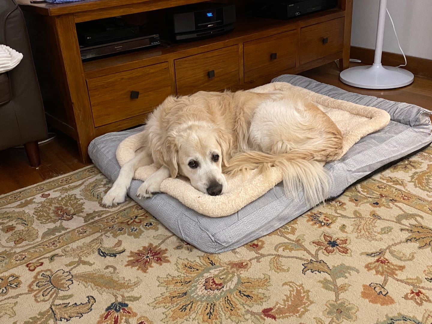 Customer photo review of Pawz Premium Heavy Duty Memory Foam Orthopedic Pet Bed