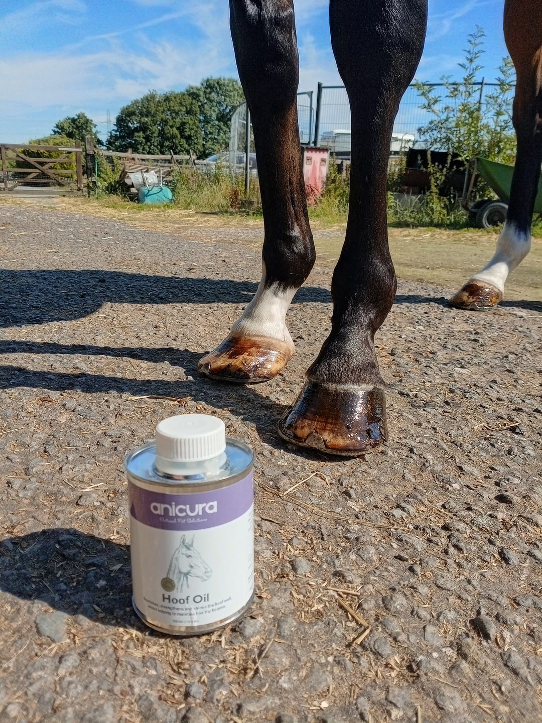Customer photo review of Hoof Oil
