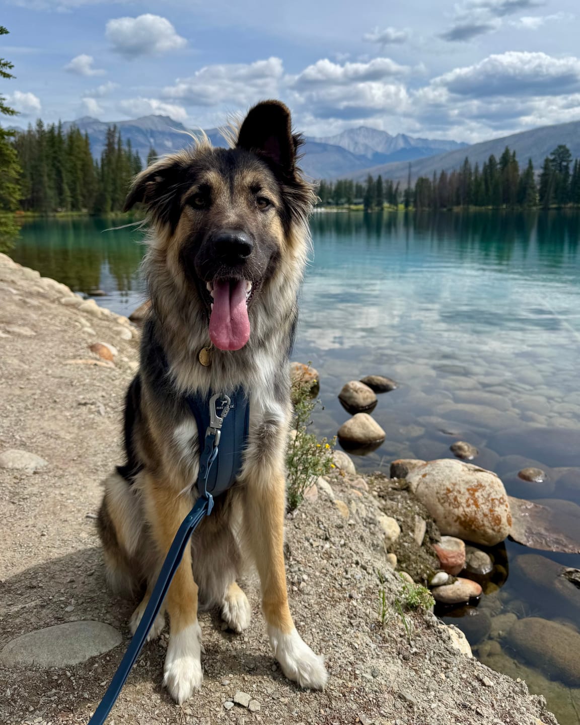 Customer photo review of Solace Adjustable Dog Harness