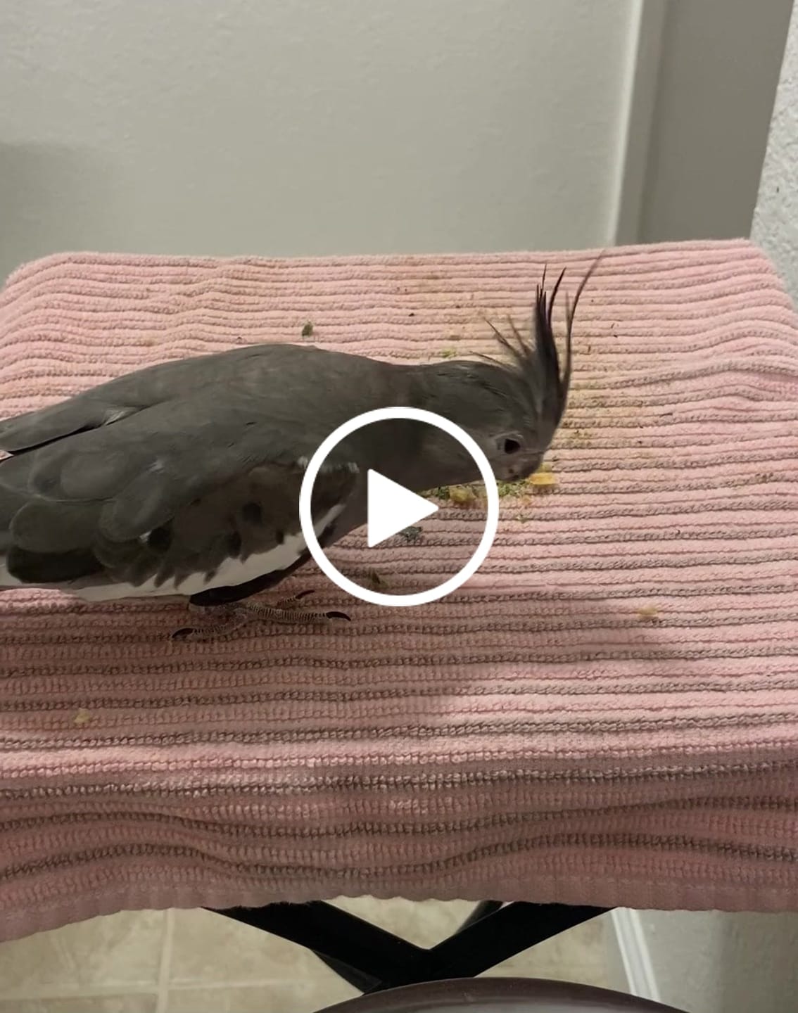 Customer video review of Bird Bites Freeze Dried Chop - Daily Fruits & Veggies, 5 Flavors to Choose From