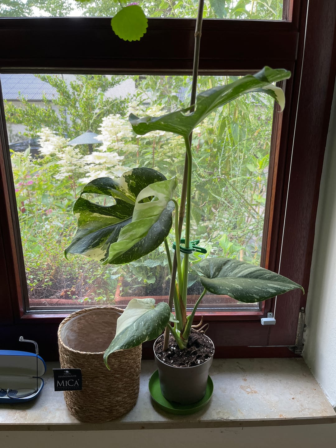 Customer photo review of Monstera Thai Constellation
