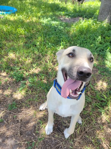 Customer photo review of Blue Bully Proof Collar