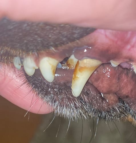 Customer photo review of DentalPaw Kutya és Macska Fogkő Eltávolító Fog és Szájápoló Gél
