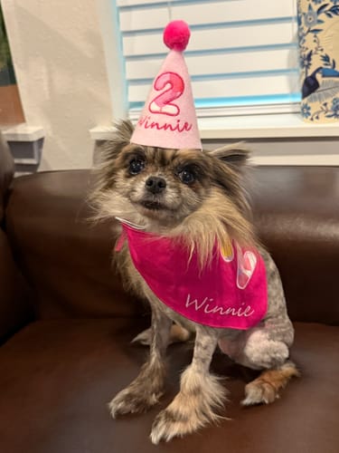 Customer photo review of Personalized Dog Party Pack