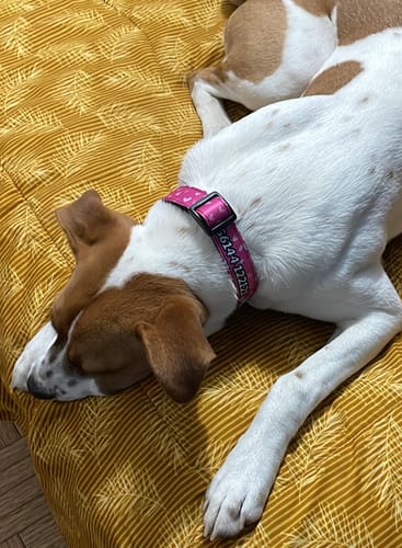 Customer photo review of Collar personalizado para Mascota: Corazones