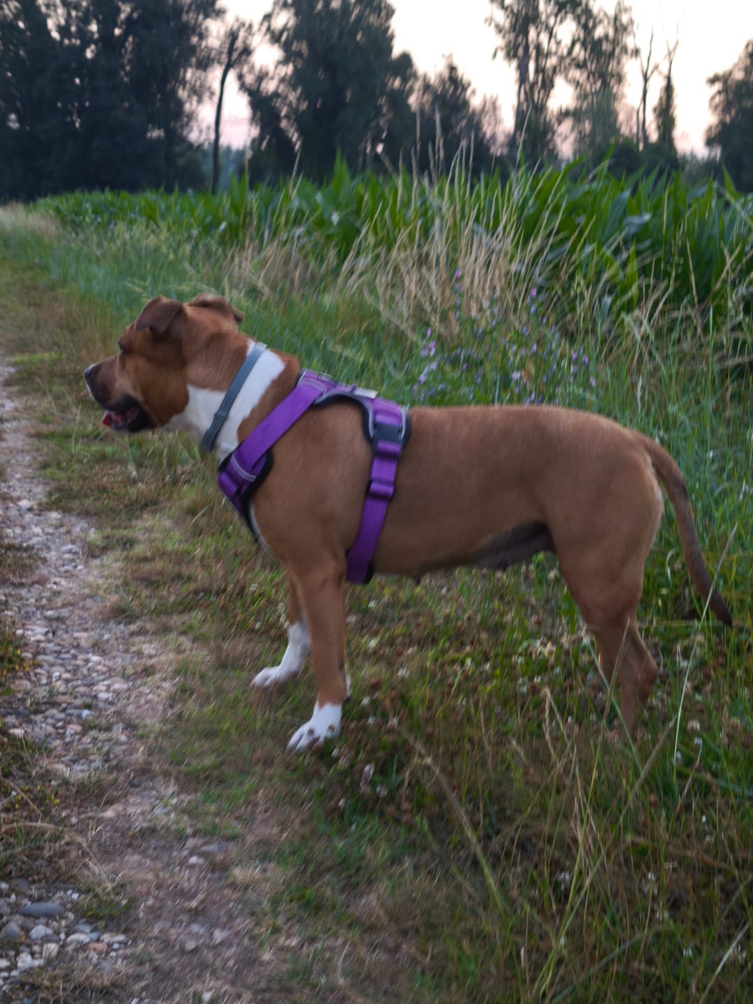 Customer photo review of Comfort Premium Harness | Non Restrictive - Purple
