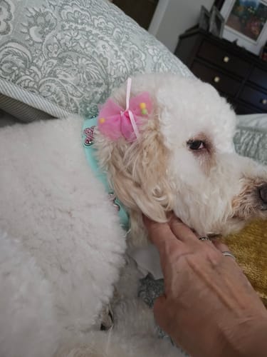 Customer photo review of Boneflex Ultra Mint Collar