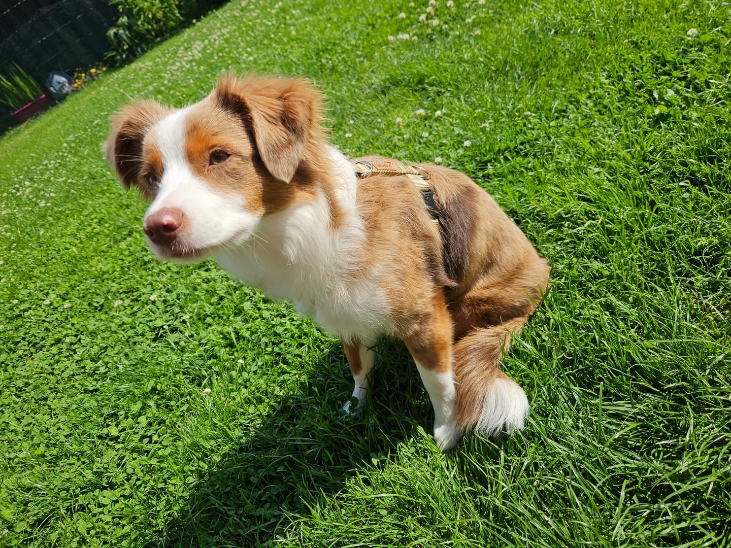 Customer photo review of Comfort Hundegeschirr