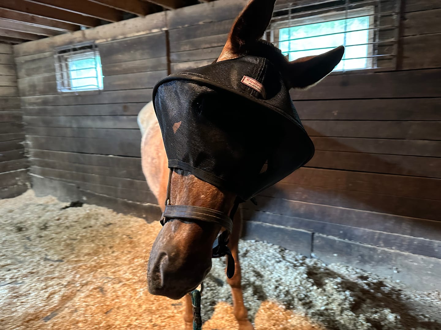 Customer photo review of Solar Vizor Fly Mask - Standard Style