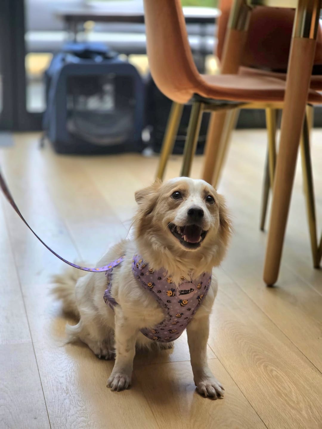 Customer photo review of Adjustable Dog Harness Don't Worry, Bee Happy