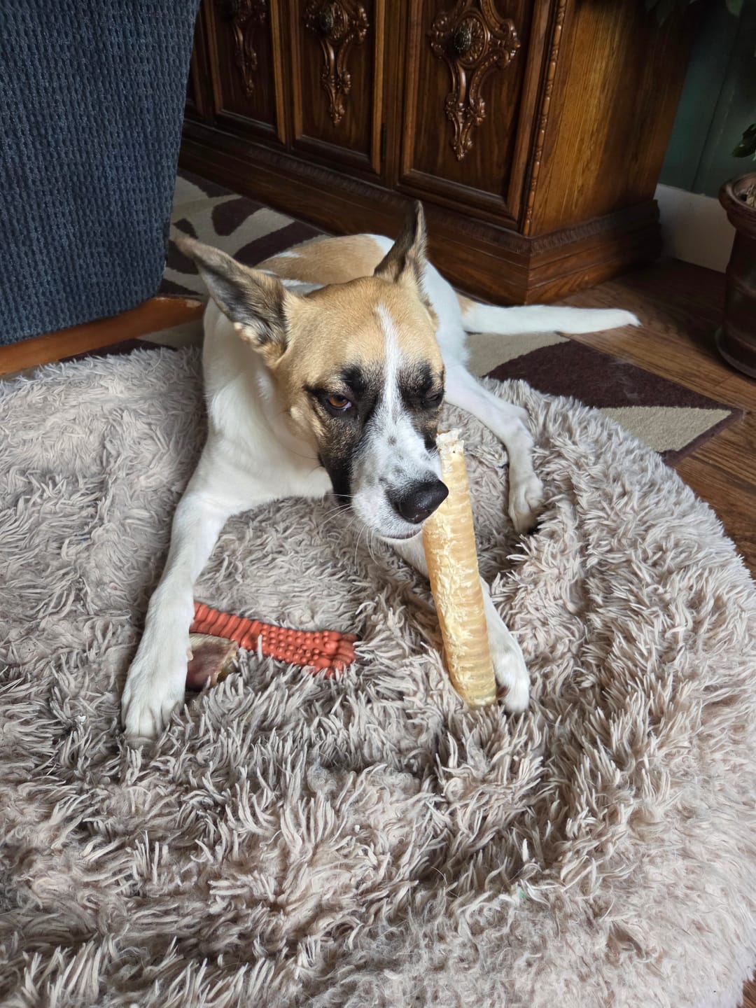 Customer photo review of 12 Inch Beef Trachea