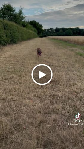 Liam M. review of Slip on Harness | Foam Padded - Purple image 1 out of 1