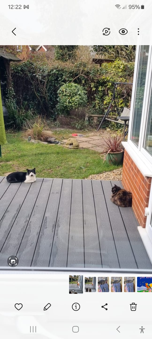 Customer photo review of Cat Duo Pack