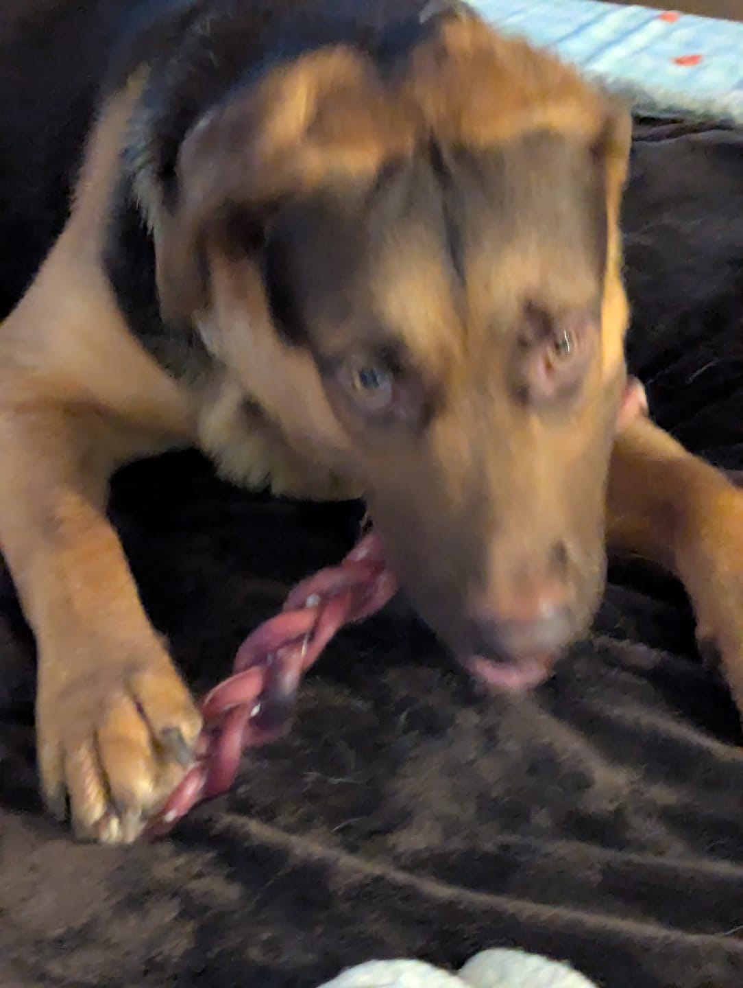 Customer photo review of 12 Inch Standard Braided Bully Stick
