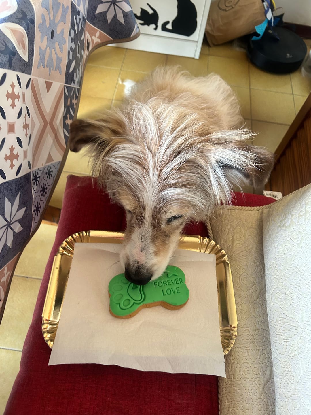 Customer photo review of Bones | Biscotto Per Cani