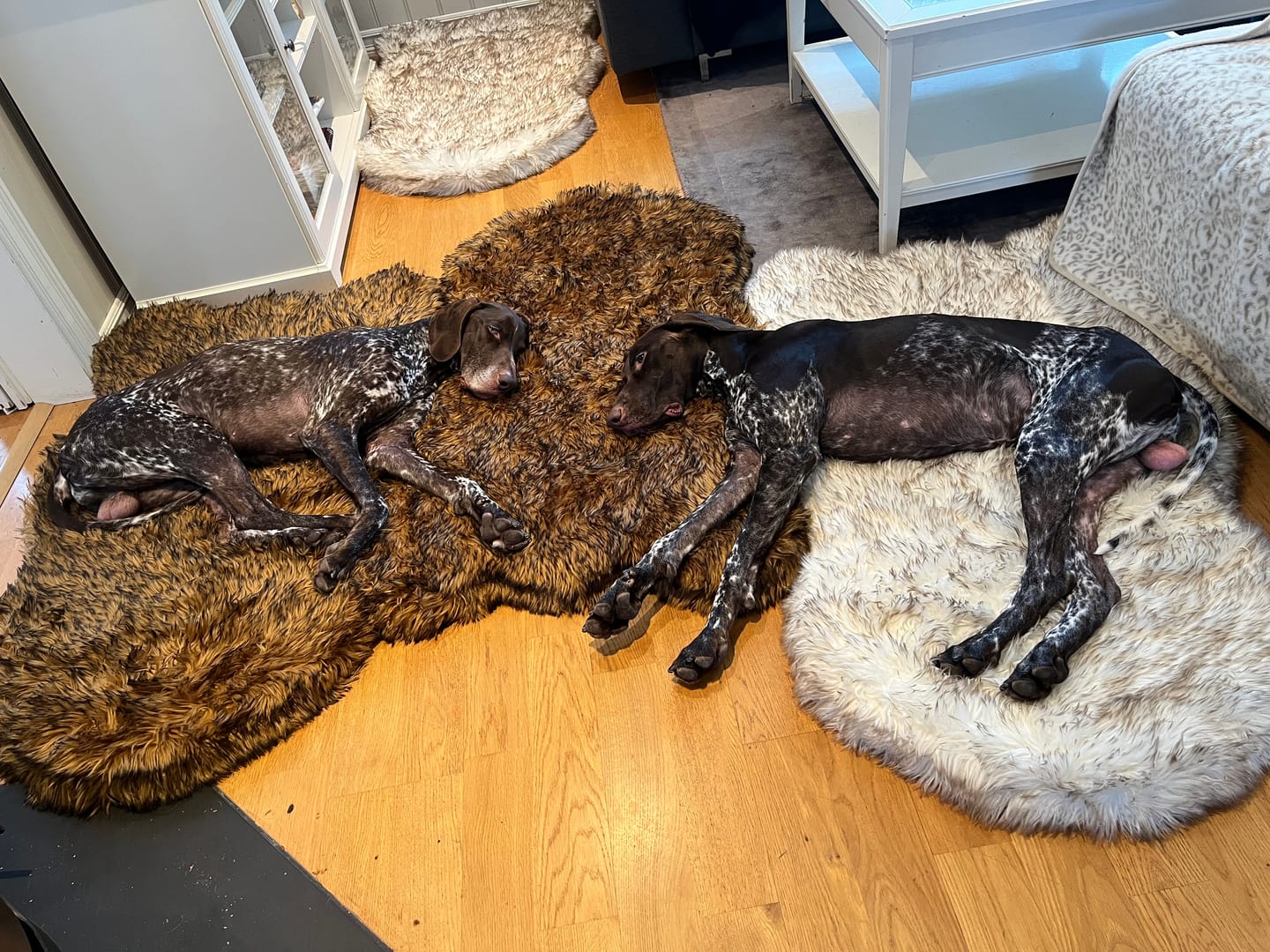 Customer photo review of ComfyRug Nordic Leo – Stilig og vanntett hundeteppe i moderne design