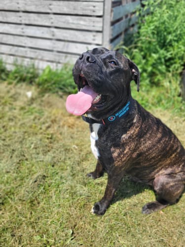 Customer photo review of 2" Tactik Dog Collar - Black