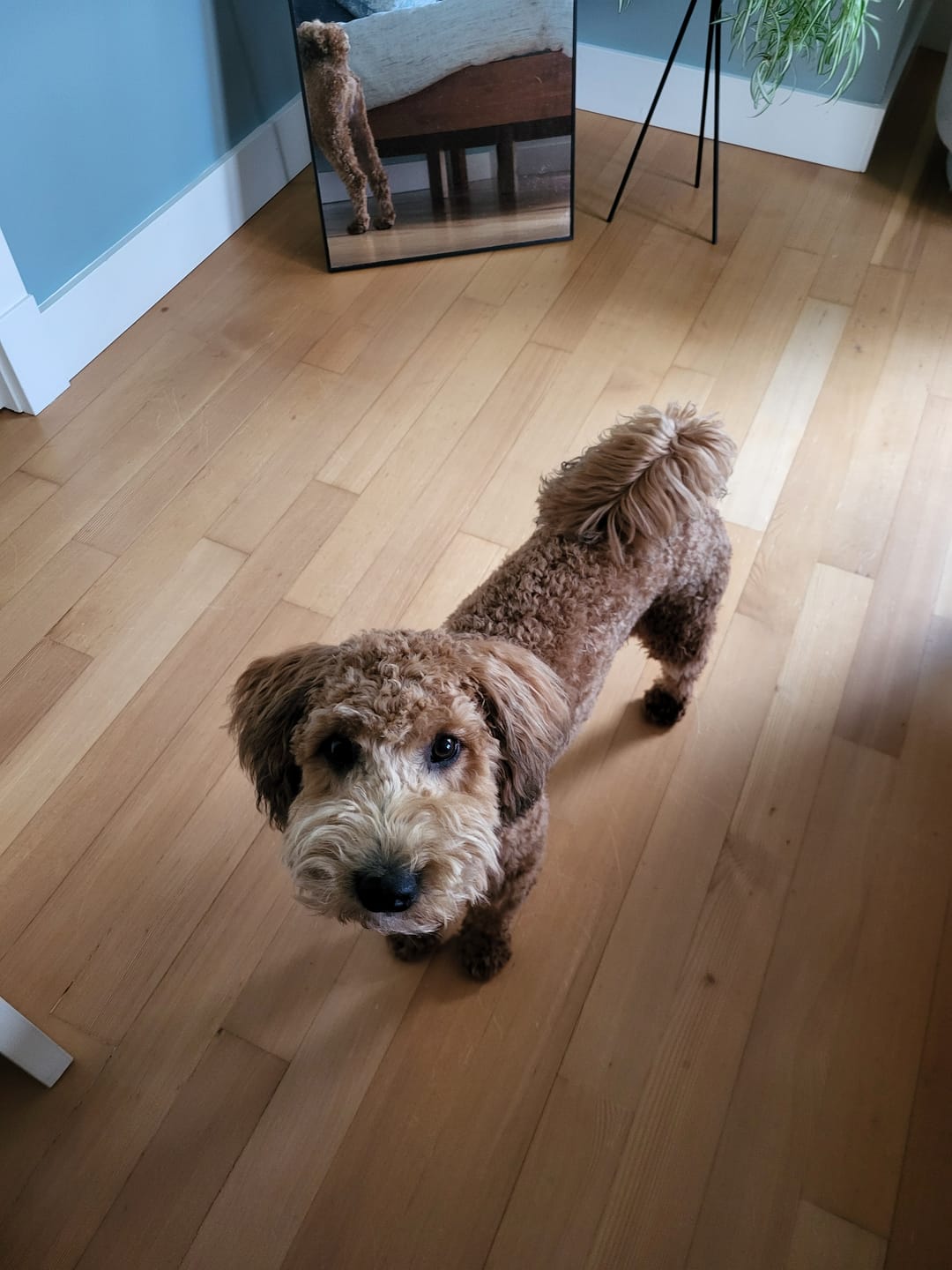 Customer photo review of 12 Inch Thick Braided Bully Stick