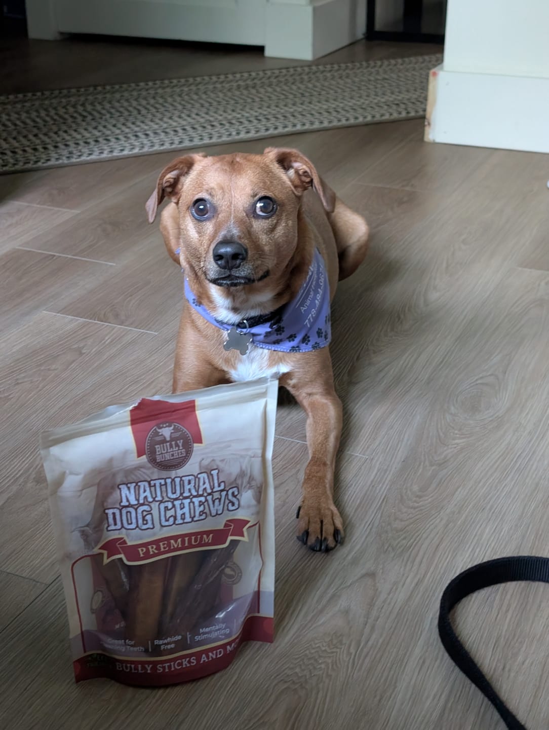 Customer photo review of 6 Inch Jumbo Braided Bully Stick