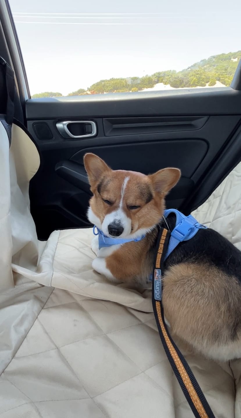 Customer photo review of Dog Rear Seat Cover with Hammock - Regular