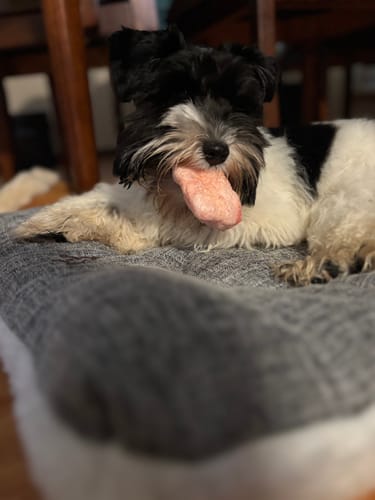 Customer photo review of Mint Yak Chews