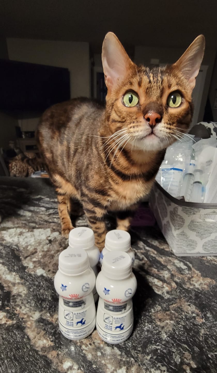 Customer photo review of Royal Canin Veterinarian Diet - Recovery Convalescence Liquid (4 pack- 8 oz each)