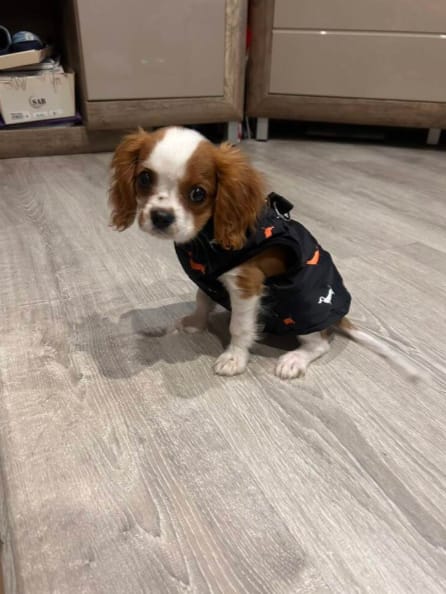 Customer photo review of PawCozy - Gevoerde Rits Hondenjas