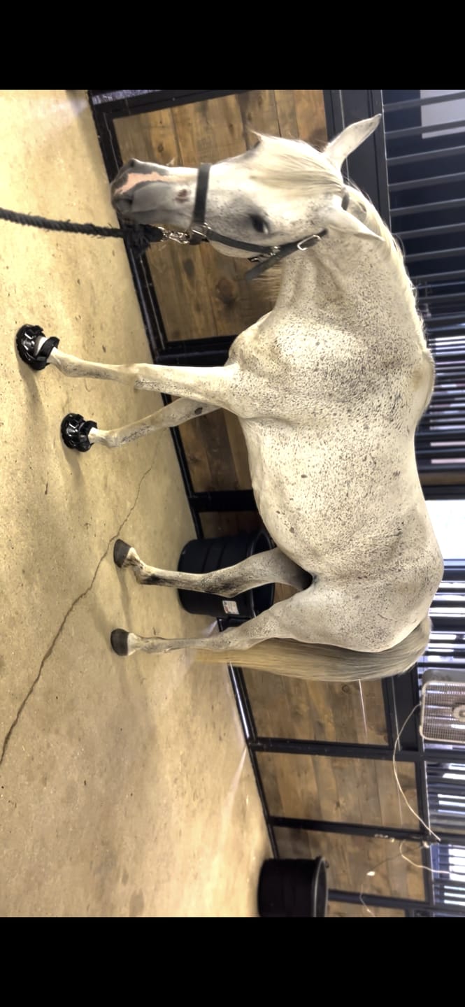 Customer photo review of Renegade® Viper Shield™ Hoof Boot - Black Knight