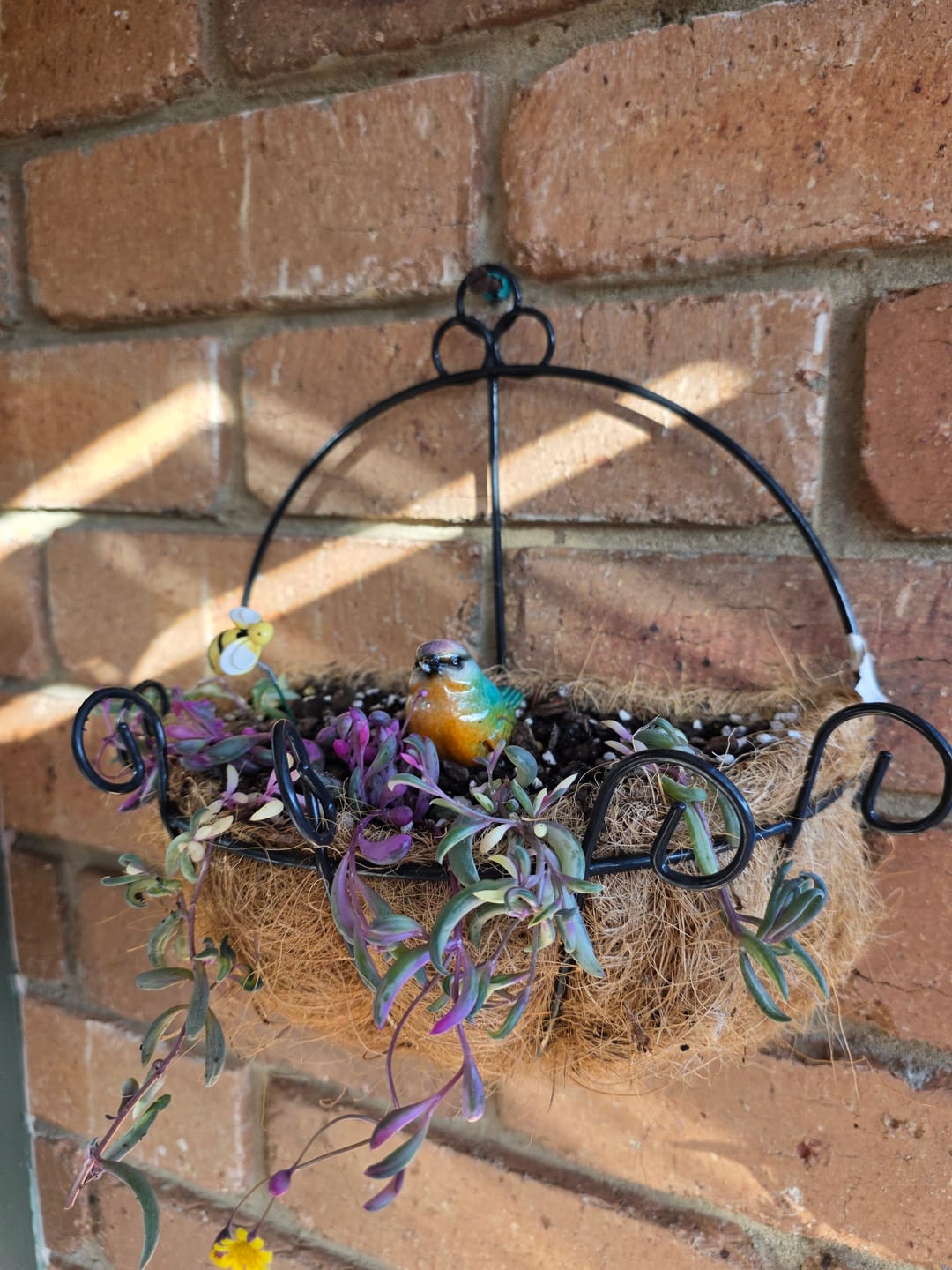Customer photo review of Othonna capensis variegated 'Opal Necklace'