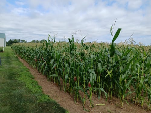 Customer photo review of Remedy Attribute II Sweet Corn (Roundup Ready)