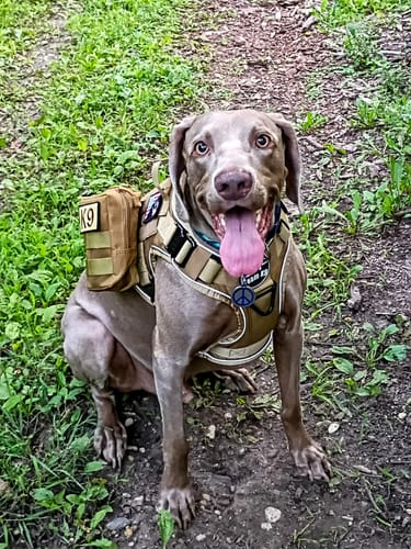 Customer photo review of Tactical Utility MOLLE Pouch For Harness (3-Piece Set)