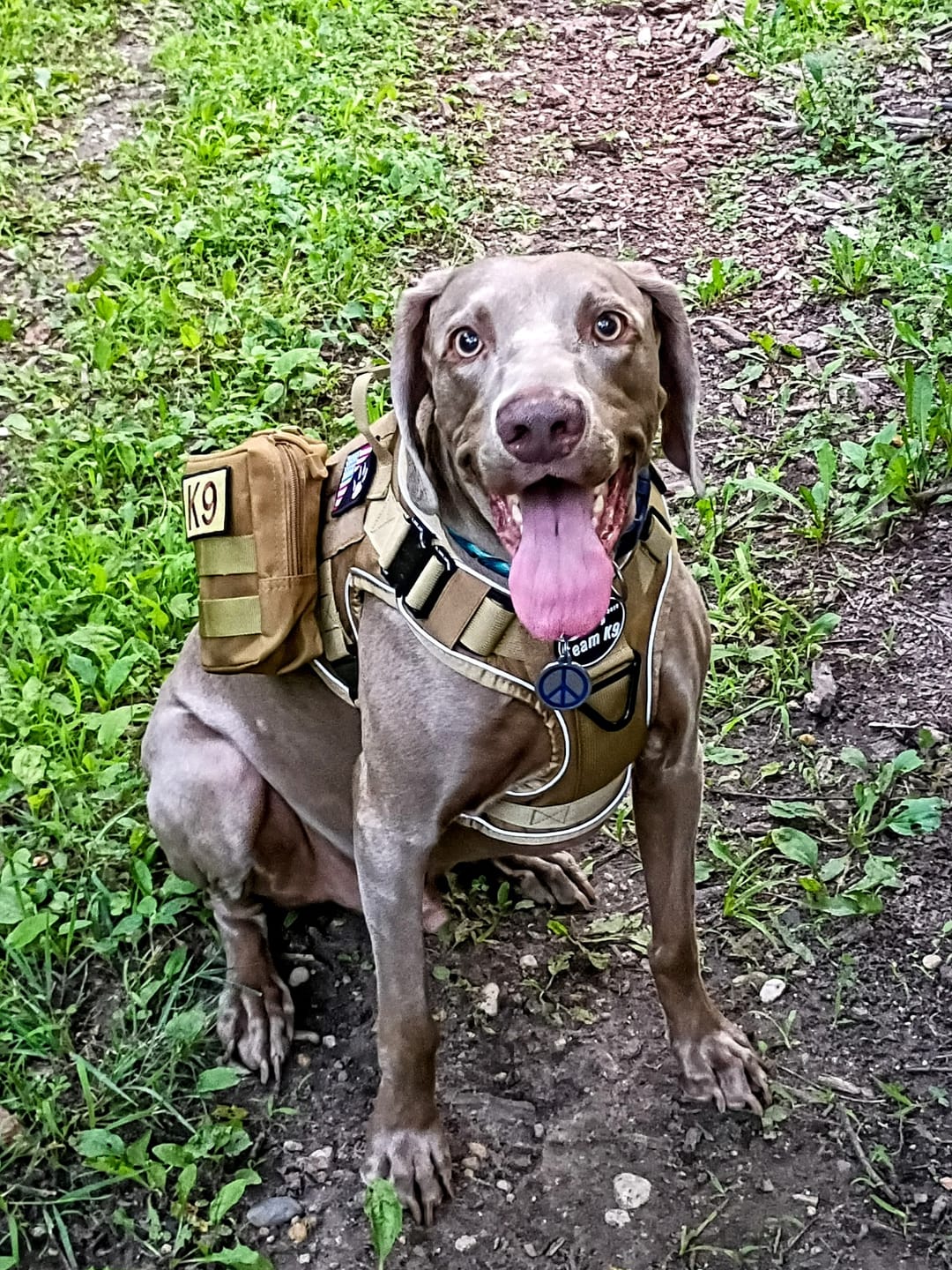 Customer photo review of Tactical Utility MOLLE Pouch For Harness (3-Piece Set)