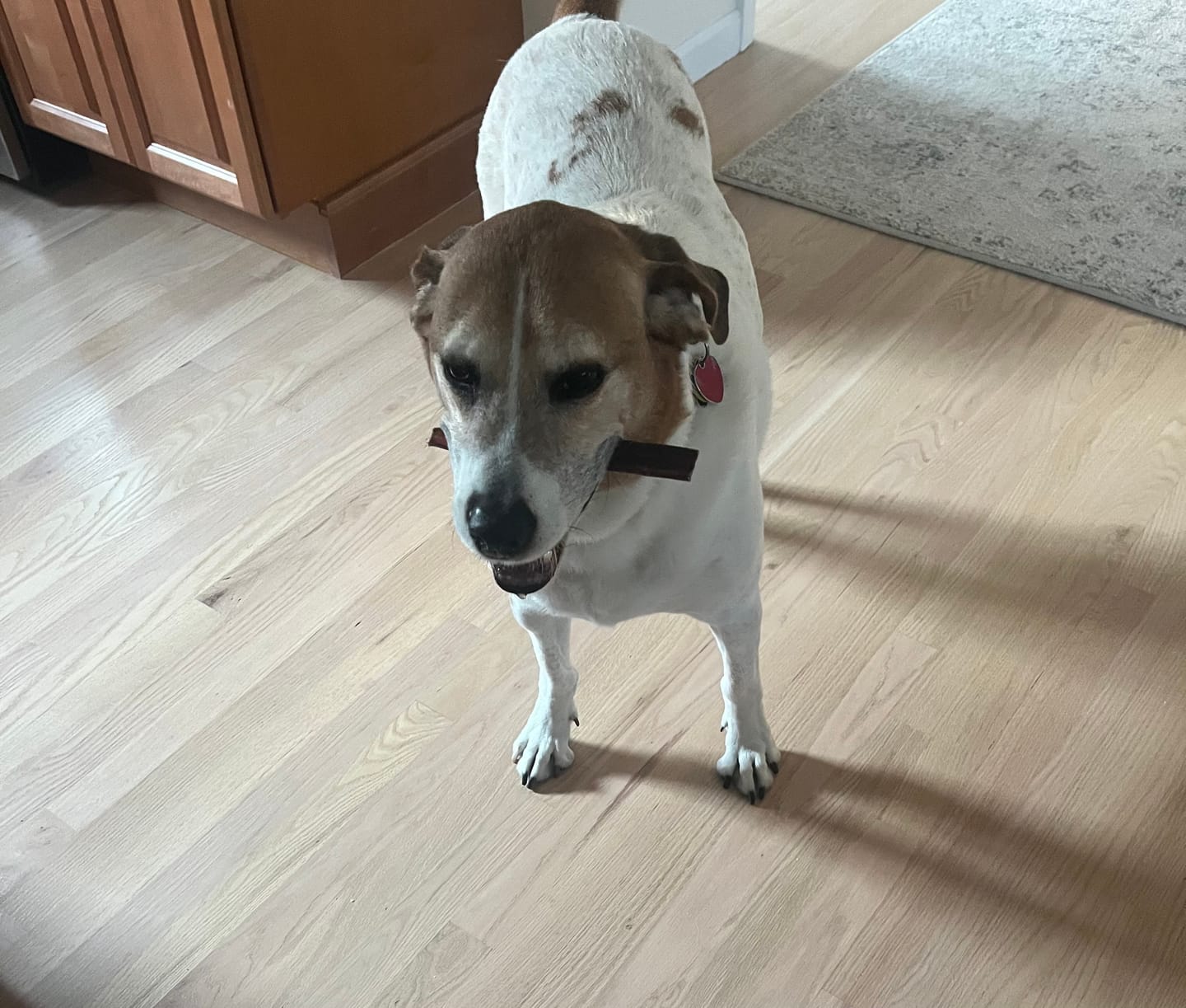 Customer photo review of 5-6 Inch Small Collagen Champion Chew