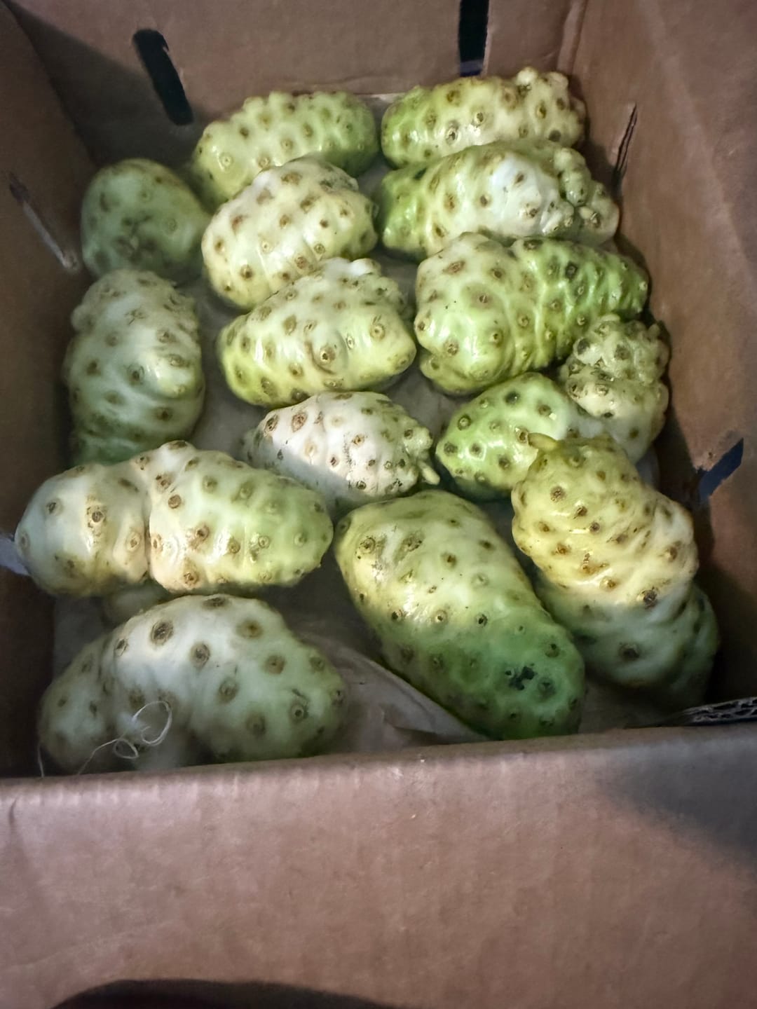 Customer photo review of Noni *Pre-Order*